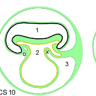 320x320 Schematic Drawing Of A Mid Sagittal Section Through A Human Embryo