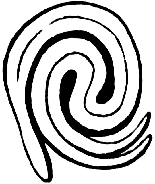 540x640 Sugar Maple Embryo Clipart Etc