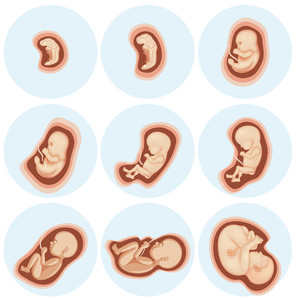 296x300 a set of embryo development royalty free stock image