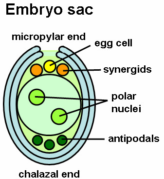 337x367 angiosperm embryo sac diagram schematic drawing