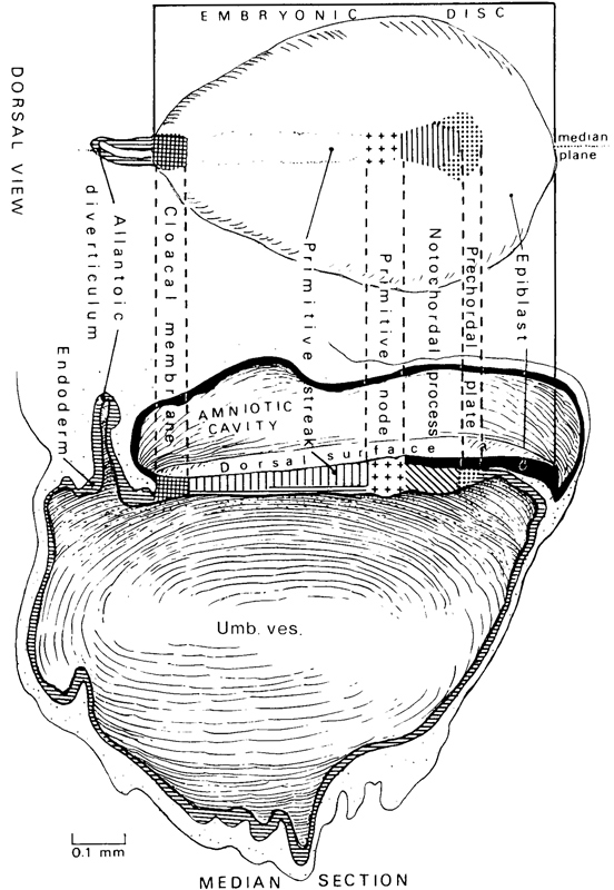 552x800 developmental stages in human embryos