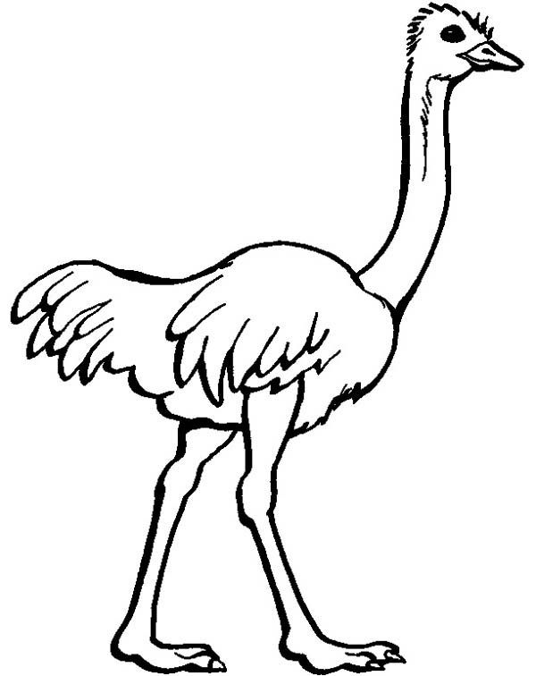 Emu Drawing