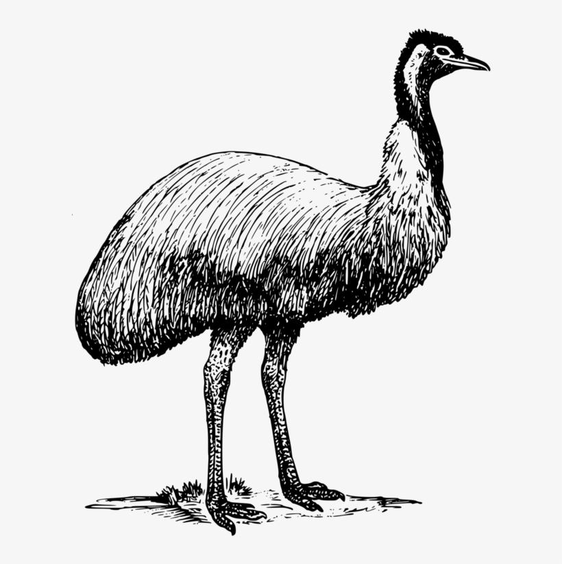 820x823 common ostrich emu war drawing bird