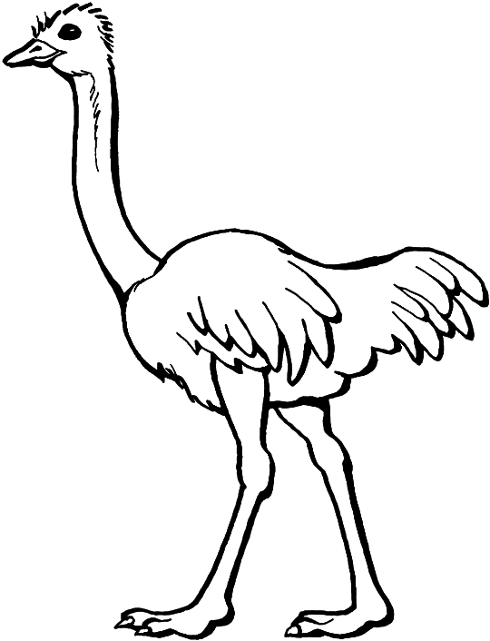 540x706 Ostrich Drawing Free Download