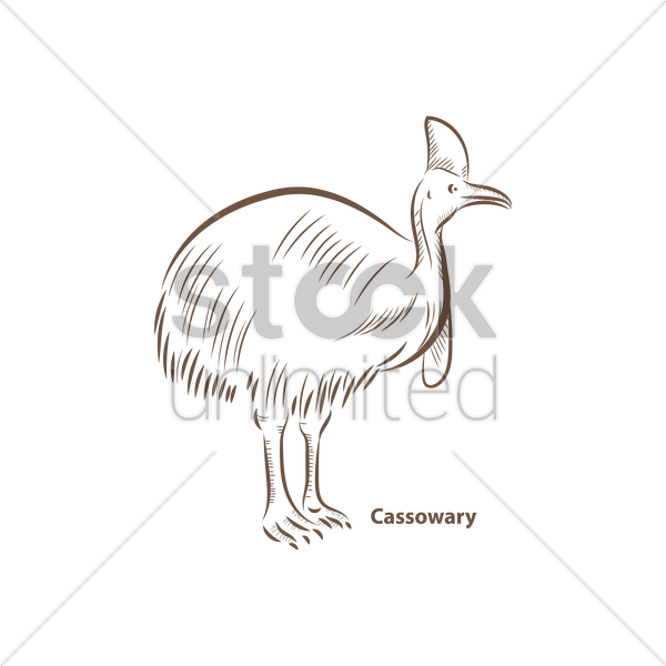 600x600 Cassowary Vector Image