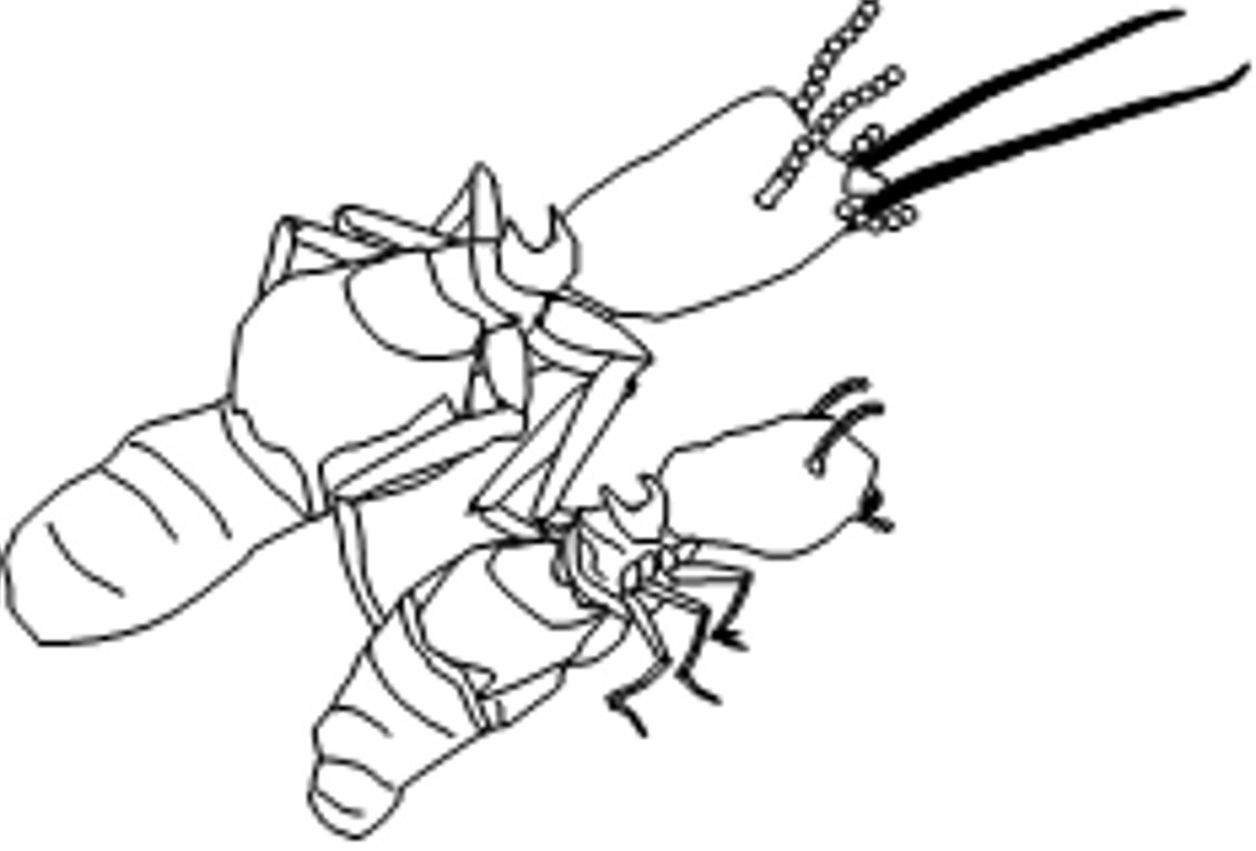 1133x768 The Labors Of Ki'shto'ba Huge Head Two More Five Star Reviews