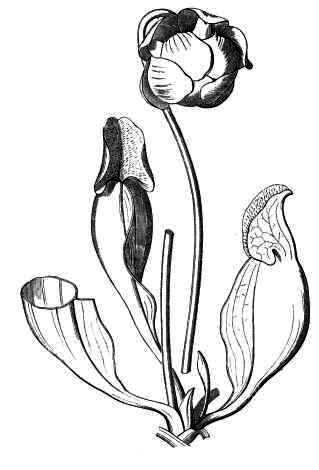 319x470 Cites Animal And Plant Committees Cites