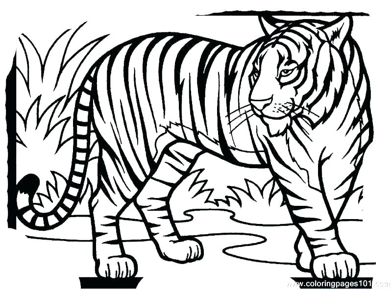 800x591 Coloring Pages Tiger Endangered Animals Colouring Pages Tiger