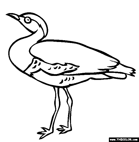 554x565 Endangered Animals Online Coloring Pages