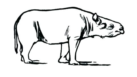 480x273 Rhinoceros Coloring Pages Endangered Species Coloring Pages