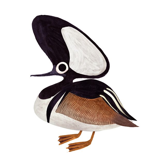 600x636 hooded merganser conservation and illustrated endangered species