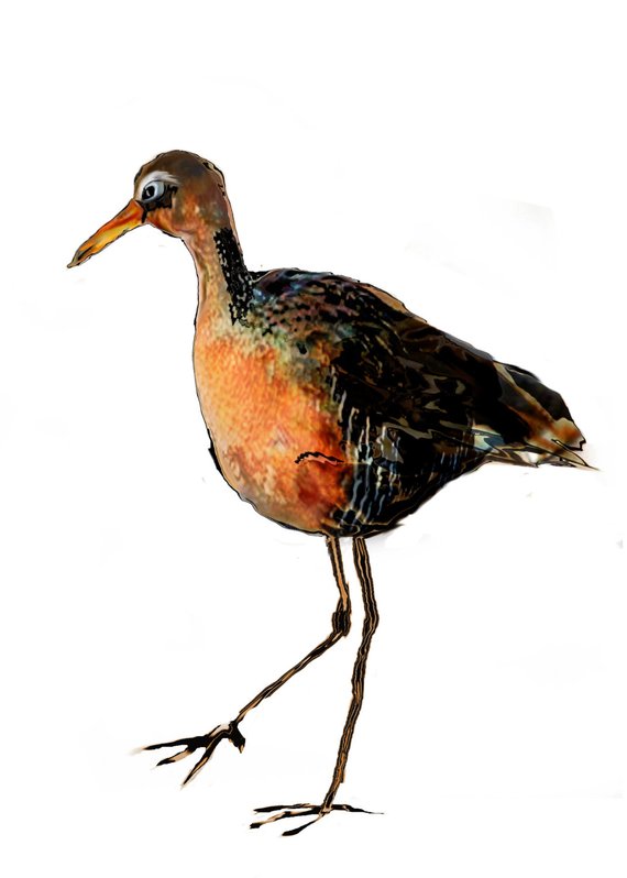 570x798 Bird Illustration Art Print Brown Gold Peach Large Wall Art