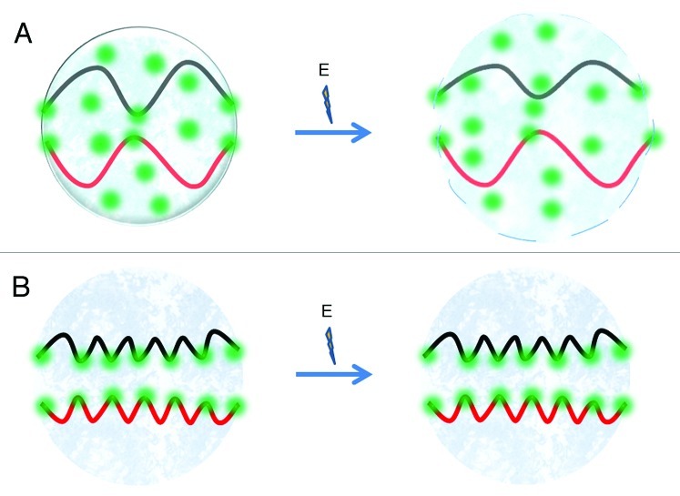 747x545 drawing schematizing the interaction between interphase