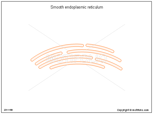 500x375 smooth endoplasmic reticulum illustrations