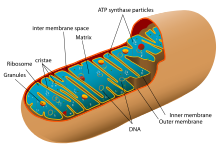 220x151 collection of free mitochondria drawing endoplasmic reticulum