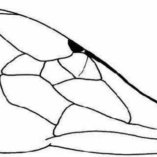 320x320 Line Drawing Of The Forewing Of Th Aumastobombus Andreniformis