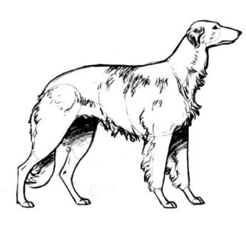 345x336 How To Draw Two Puppies Of A Pit Bull Terrier With A Pencil Step