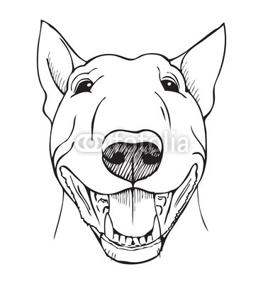 371x400 Bull Terrier Funny Face Buy Photos Ap Images Detailview