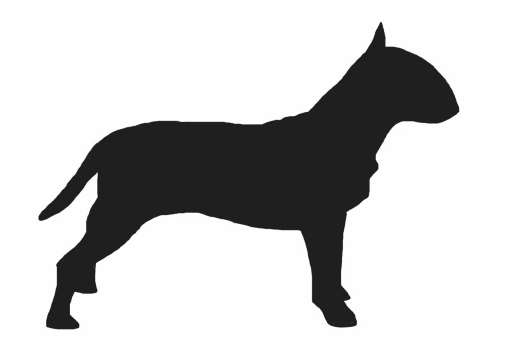 1024x682 Creth Davis Drawing Bull Terrier