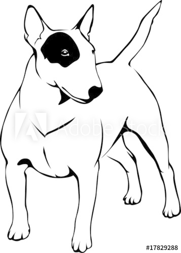 357x500 Bull Terrier