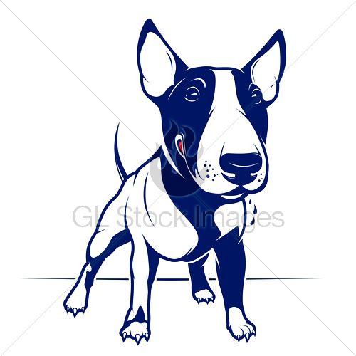500x500 Bull Terrier Face Drawings Photo