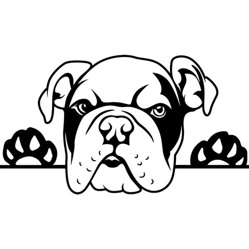 794x794 English Bulldog Peeking Dog American Mascot Pedigree Breed Etsy