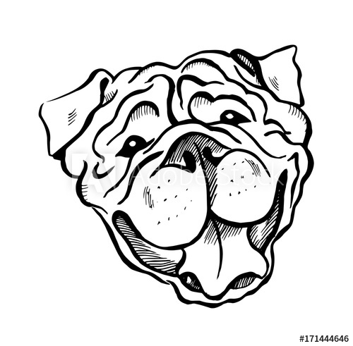 500x491 English Bulldog Portrait