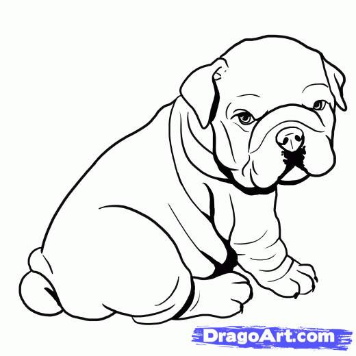 520x520 Step How To Draw A Bulldog, English Bulldog