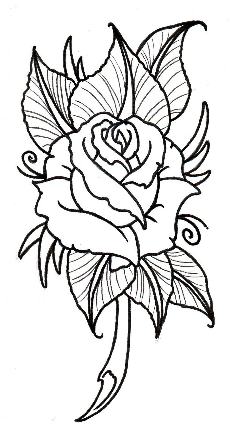 736x1397 English Drawing English Rose For Free Download