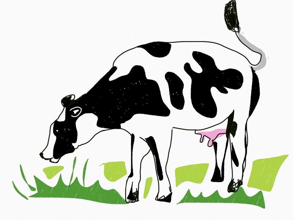 1024x768 Entry For Drawing Contest Draw An Animal