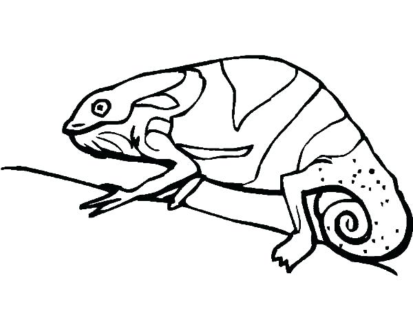 600x478 draw a chameleon chameleon drawing