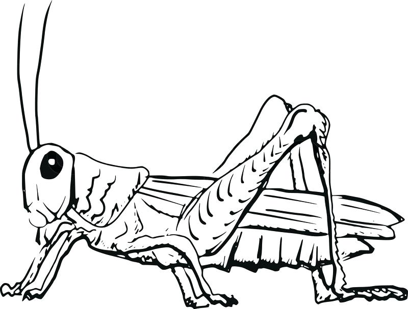 800x607 Grasshopper Drawing Medium Size Of Coloring Drawings Online Pages
