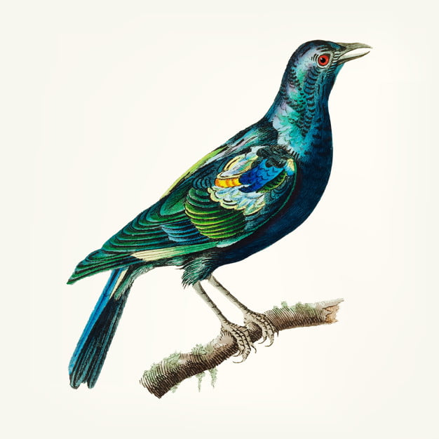 626x626 Hand Drawn Of Green Stare Free Graphics Uihere