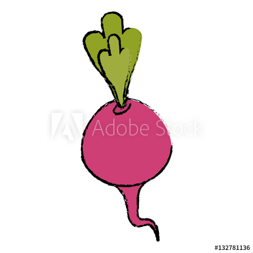 500x500 drawing beet vegetable diet nutrition vector illustration
