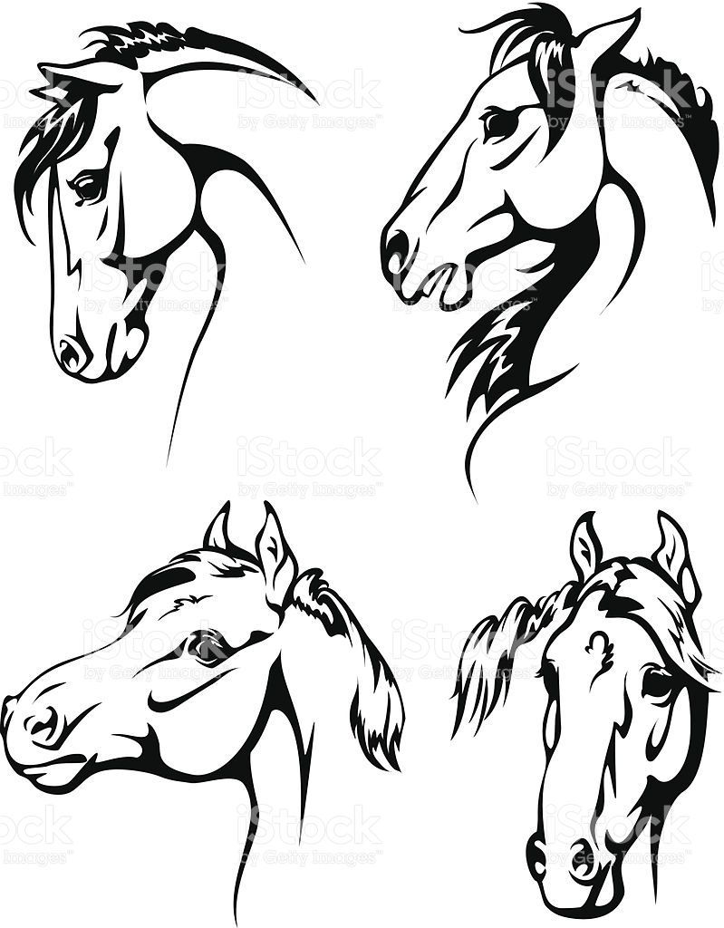 799x1024 Black And White Illustrations Of Horse Heads Drawings Horses