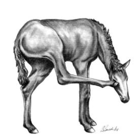 270x270 equine drawings original artwork for sale