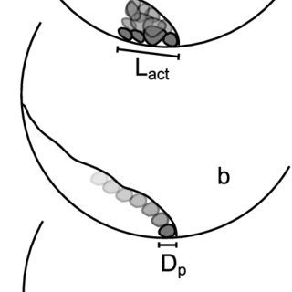 320x320 Illustration Of The Three Different Cases Of Basal Layer Dynamics