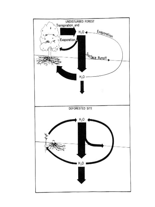 540x720 using ideas from fig only, explain how deforestation affects