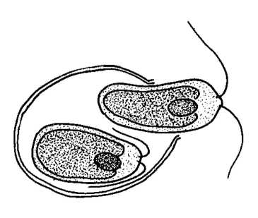 365x309 biological drawings chlamydomonas, new individual emerges