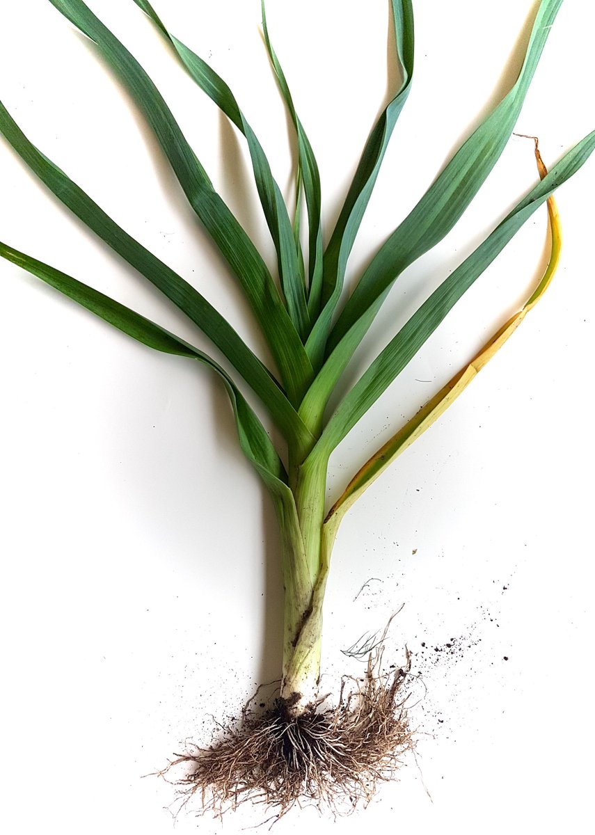 855x1200 Hse Eve Estuary On Twitter We Had A Leek In The Art Room Today