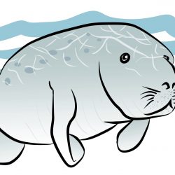 250x250 Baby Animal Drawings Etsy Cute Step