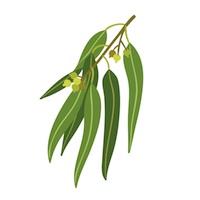 200x200 eucalyptus essential oil