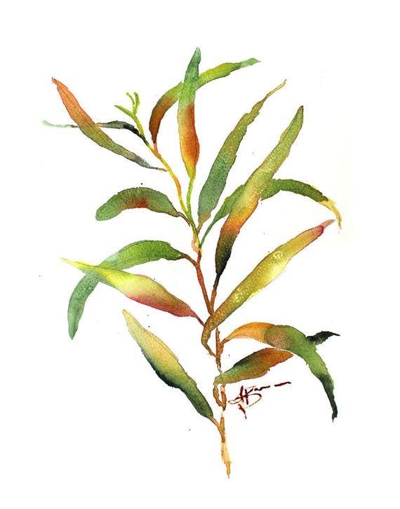 570x726 gum leaves print australian native eucalyptus art flowers etsy