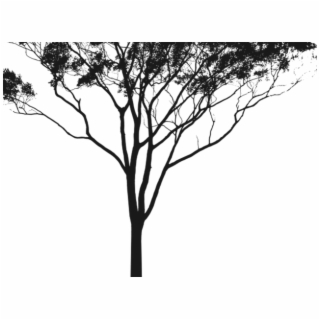 320x320 Hd Tree Hugger