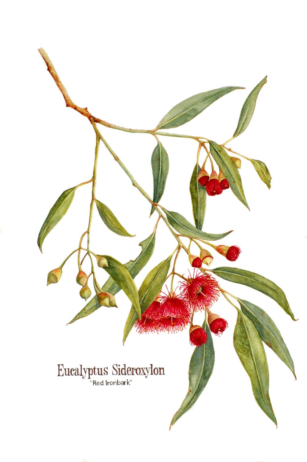 1000x1504 image result for eucalyptus sideroxylon drawing ink plant art