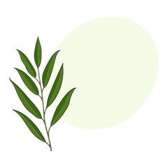 240x240 two beautiful eucalyptus twig, branch decoration elements, sketch