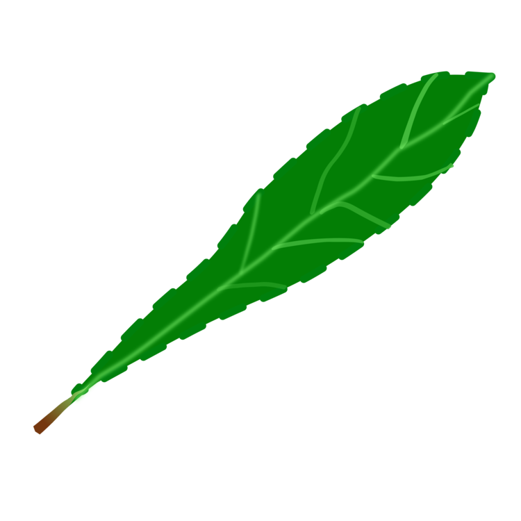 750x750 Drawing Leaf Transparent Png Clipart Free Download