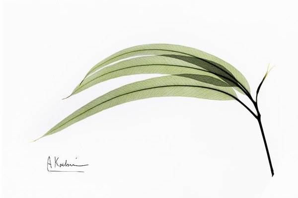 600x400 Eucalyptus Leaves Photograph