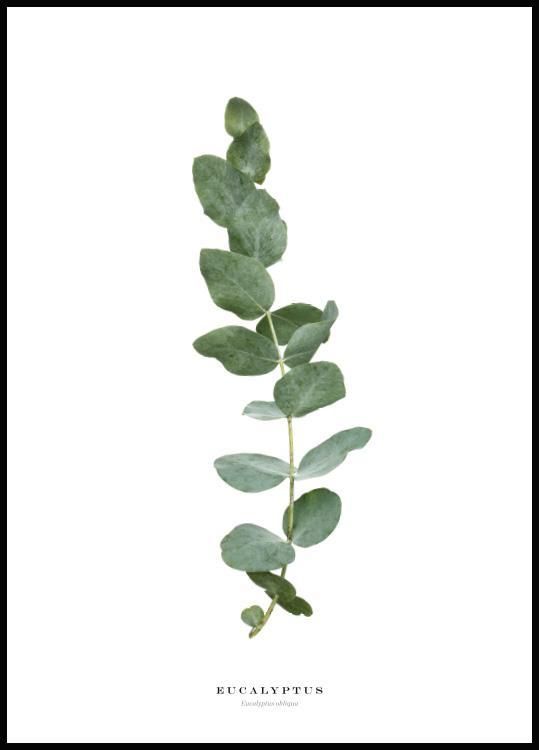 Eucalyptus Leaves Drawing | Free download on ClipArtMag