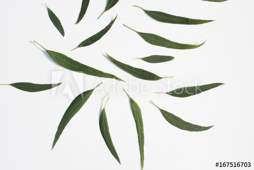 500x334 Nature Background